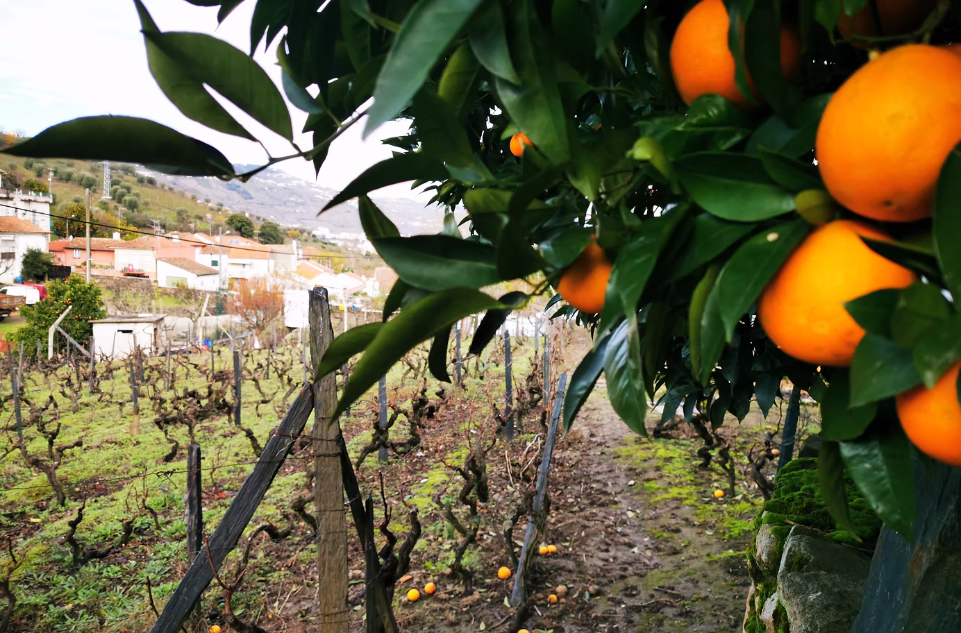 Quinta das Lamelas